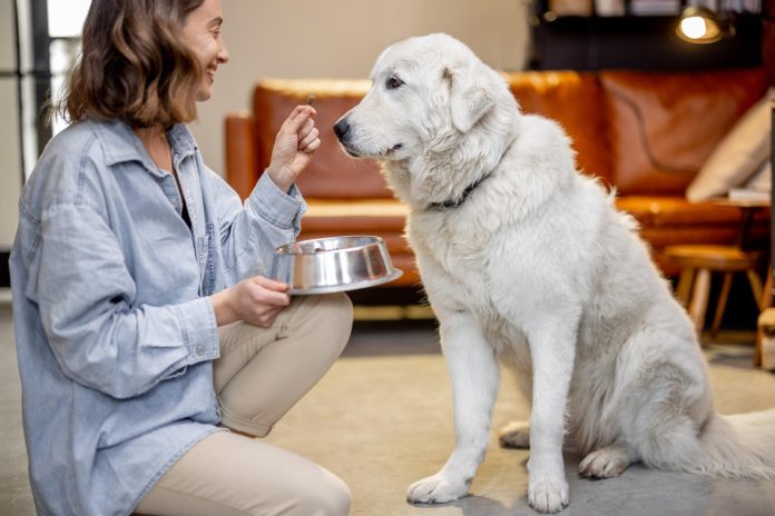 Hrana pentru câini recomandată de medicii veterinari